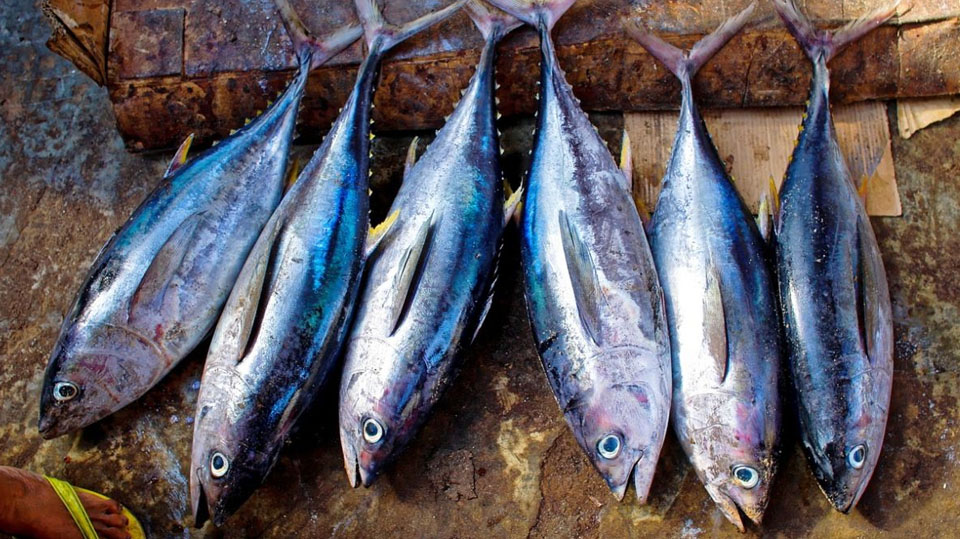 Recomendaciones de consumo de pescado por presencia de mercurio